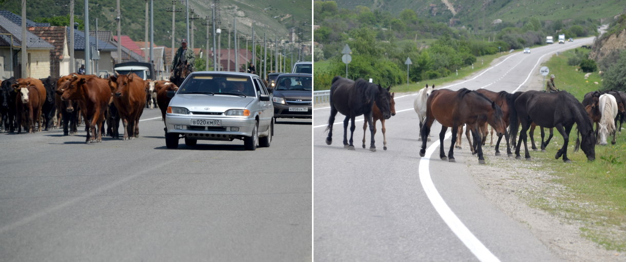 Дороги Кабардино-Балкарии — это не только привычные для Кавказа «Лады», но ещё табуны лошадей и стада коров