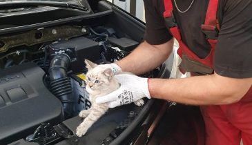 Под капотом «Тойоты», приехавшей на сервис, нашли трёх котят