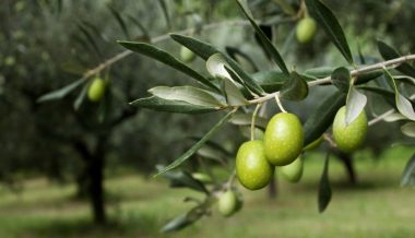 Интересные факты про оливковое дерево